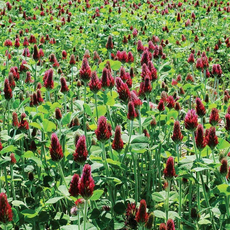 Crimson Clover 3 Crimson Clover