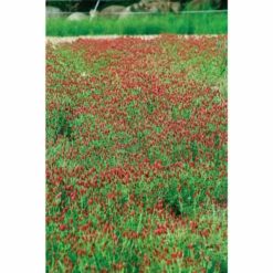Front Page -JOHNNY SEEDS Sales 00982 02 crimsonclover