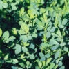 Summer Alfalfa 1 Summer Alfalfa -JOHNNY SEEDS Sales 02808 01 summer alfalfa