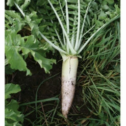 Oilseed Radish -JOHNNY SEEDS Sales 02906 03 oilseedradish