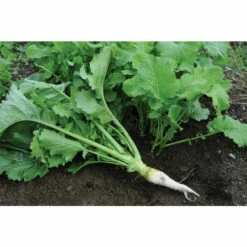 Oilseed Radish -JOHNNY SEEDS Sales 02906 04 oilseedradish