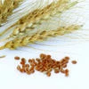Spring Wheat (Lang-MN) -JOHNNY SEEDS Sales 0292g 01 glennspringwheat 1