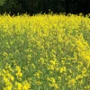Yellow Mustard 1 Yellow Mustard -JOHNNY SEEDS Sales 03522 01 mustard