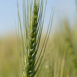 Spring Wheat (Bolles)