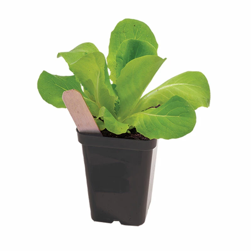 Polypro 2.5" Insert Pots – Black, 8 Count 4 Polypro 2.5" Insert Pots – Black, 8 Count - Image 2