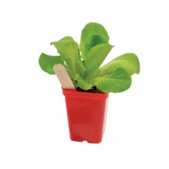 New Products -JOHNNY SEEDS Sales 06361 02 polypro red pot