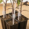 Grafting Support Stakes -JOHNNY SEEDS Sales 07905 01 grafting stakes