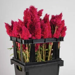 Florida Topframe -JOHNNY SEEDS Sales 07928 03 floridatopframe