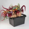 Valencia Container – 25 Cm 2 Valencia Container – 25 Cm -JOHNNY SEEDS Sales 07929 01 valencia25container