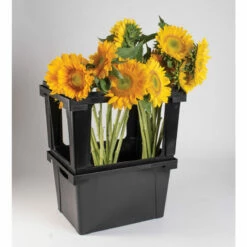 Valencia Topframe -JOHNNY SEEDS Sales 07934 03 valenciatopframe