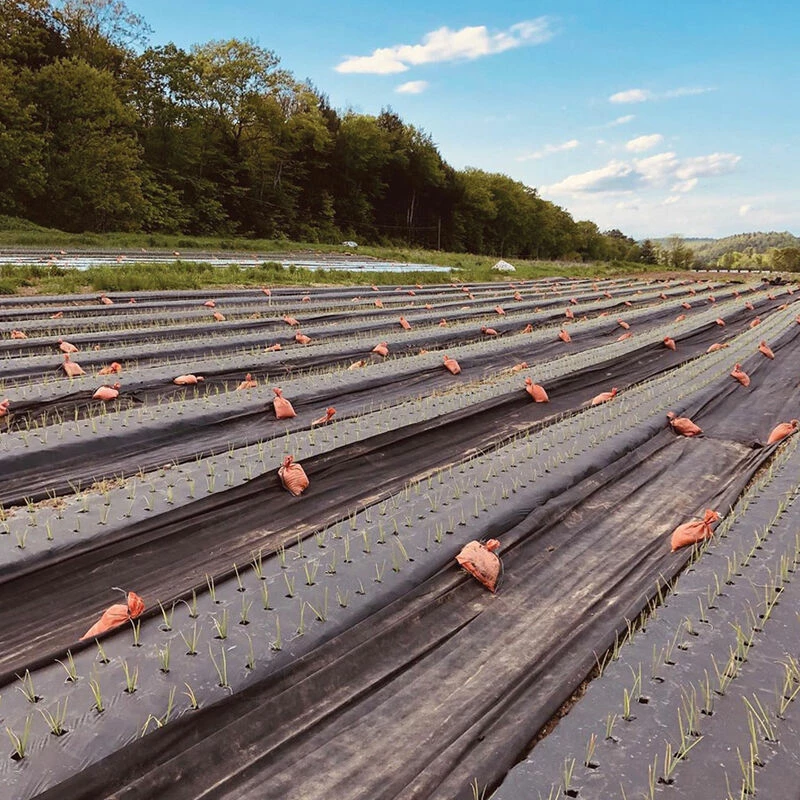 Black Weed Fabric – 4' X 820' 3 Black Weed Fabric – 4' X 820'