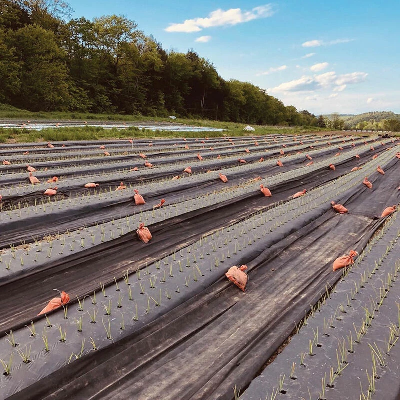 Black Weed Fabric – 3' X 50' 3 Black Weed Fabric – 3' X 50'