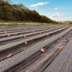 Black Weed Fabric – 4' X 100'