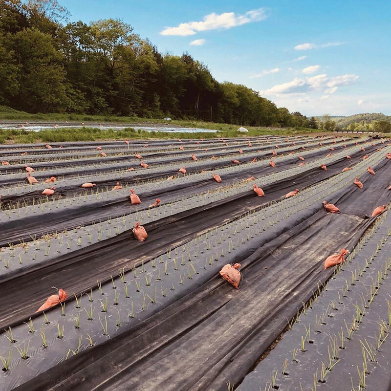 Black Weed Fabric – 4' X 100' 3 Black Weed Fabric – 4' X 100'