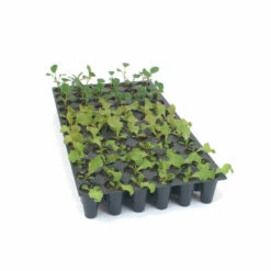 Pro-Tray 72 Cell Flats – 5 Count