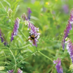 Hairy Vetch