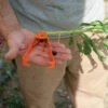 Thorn And Leaf Stripper 2 Thorn And Leaf Stripper -JOHNNY SEEDS Sales 7605 01 thronandleafstripper