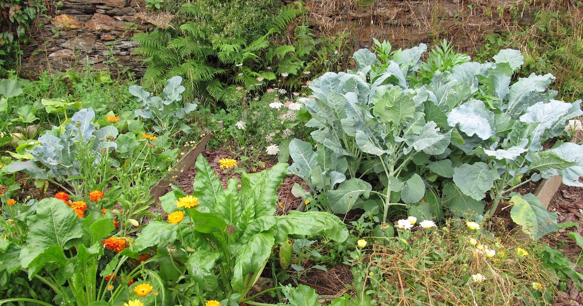 Front Page 10 Front Page -JOHNNY SEEDS Sales 022