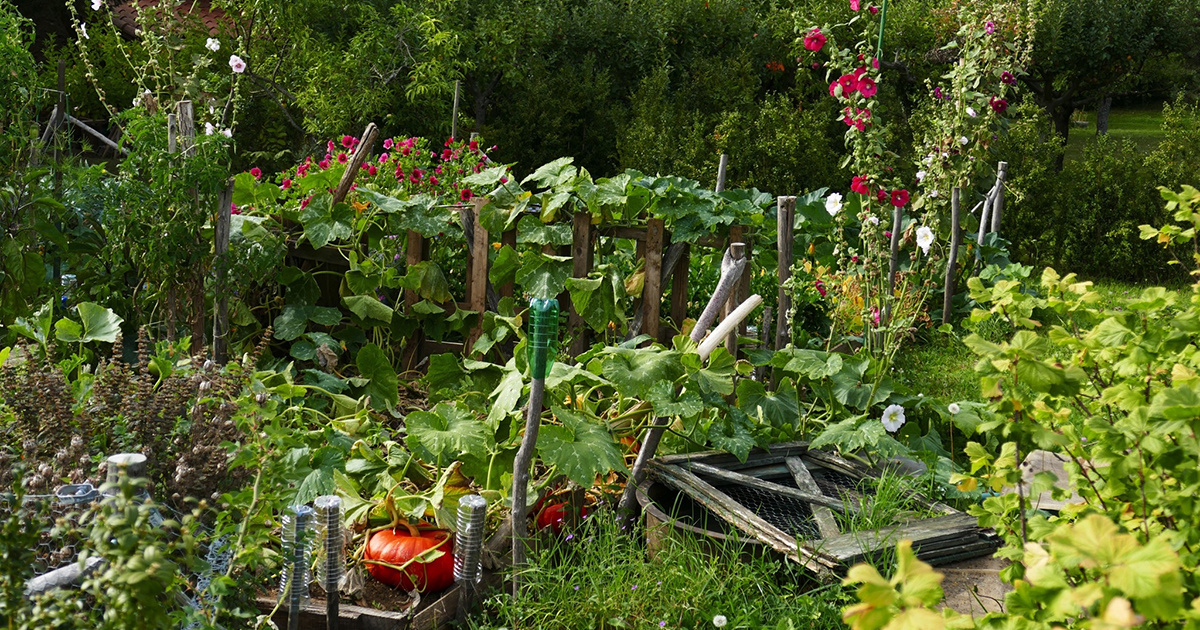 Front Page 48 Front Page -JOHNNY SEEDS Sales 222